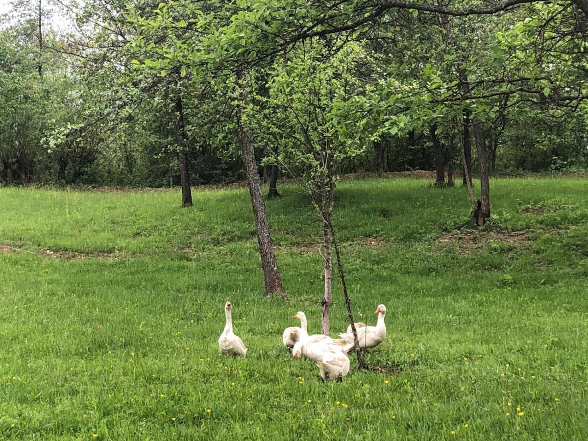 Willa Casa Trifoi - Poiana Creasta Cocosului Breb Zewnętrze zdjęcie